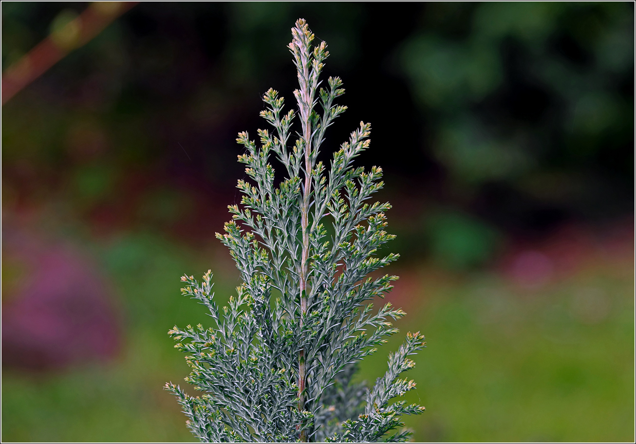 Изображение особи Chamaecyparis lawsoniana.