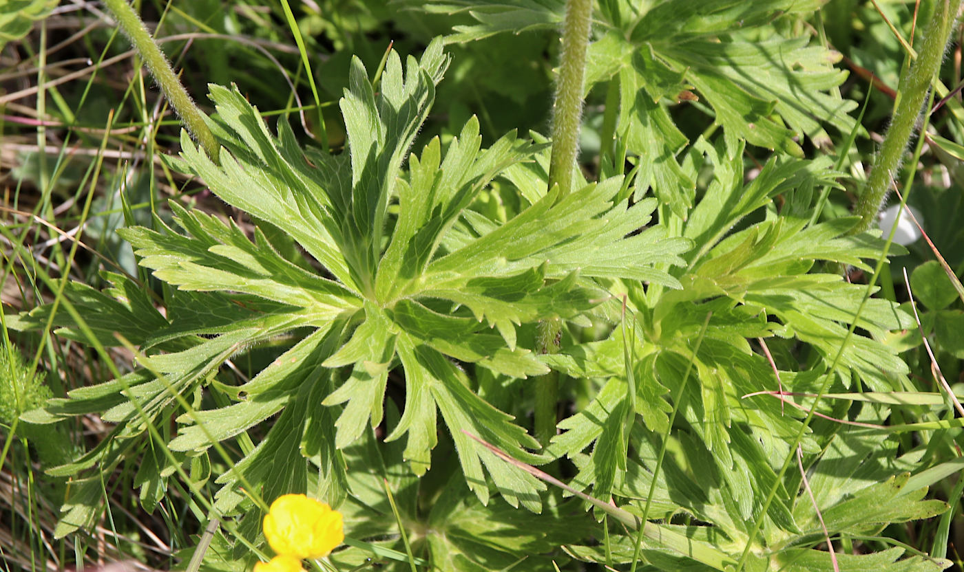 Image of Anemonastrum fasciculatum specimen.