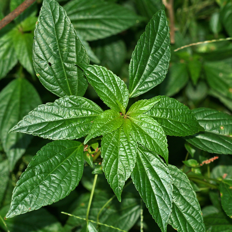 Изображение особи Acalypha australis.