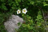 genus Rosa. Цветущее растение. Кабардино-Балкария, Эльбрусский р-н, дол. р. Адылсу, 1 км ниже альплагеря \"Джантуган\", луг. 17 июня 2025 г.