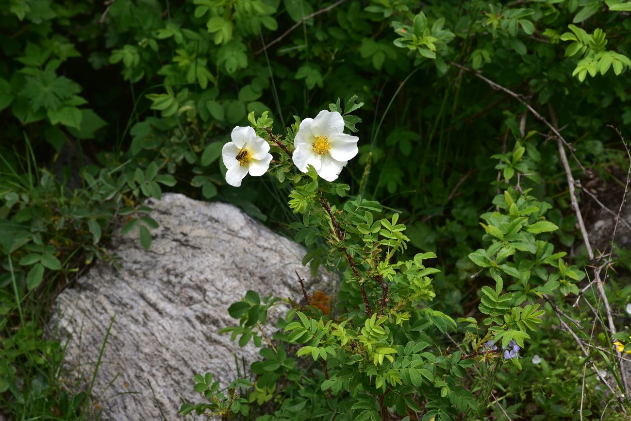 Image of genus Rosa specimen.