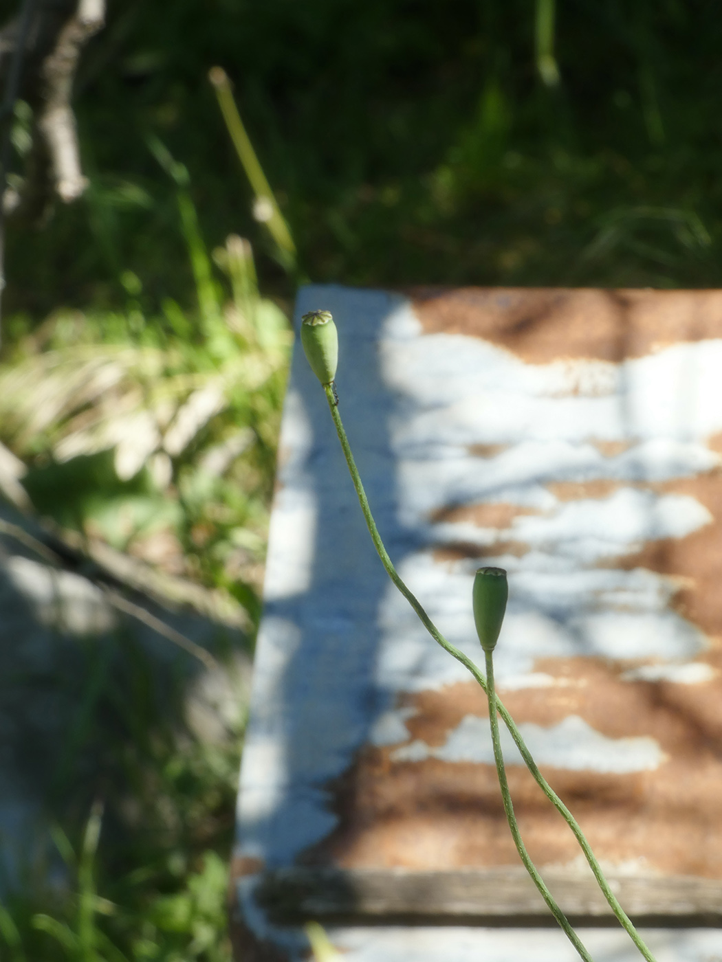Image of Papaver stevenianum specimen.