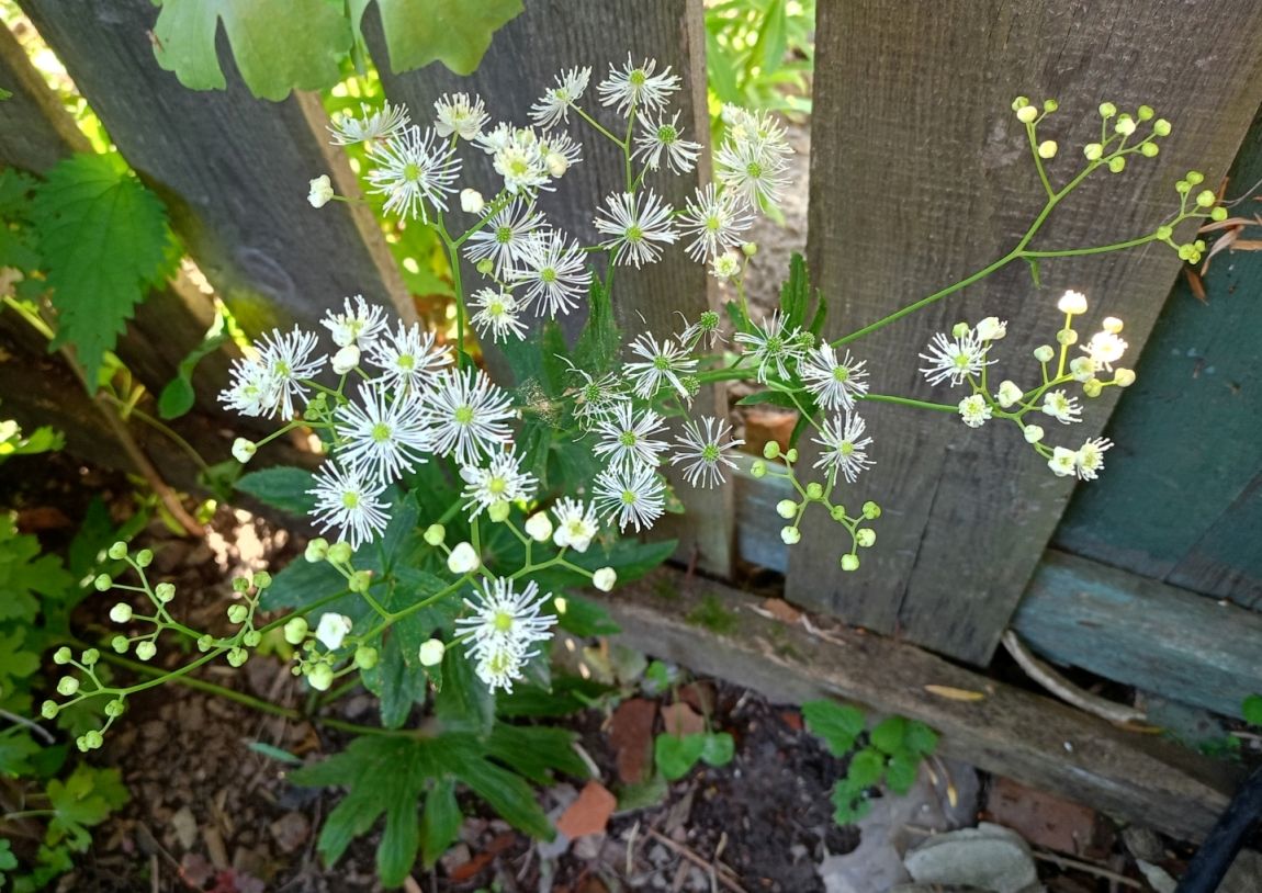 Изображение особи Trautvetteria caroliniensis.
