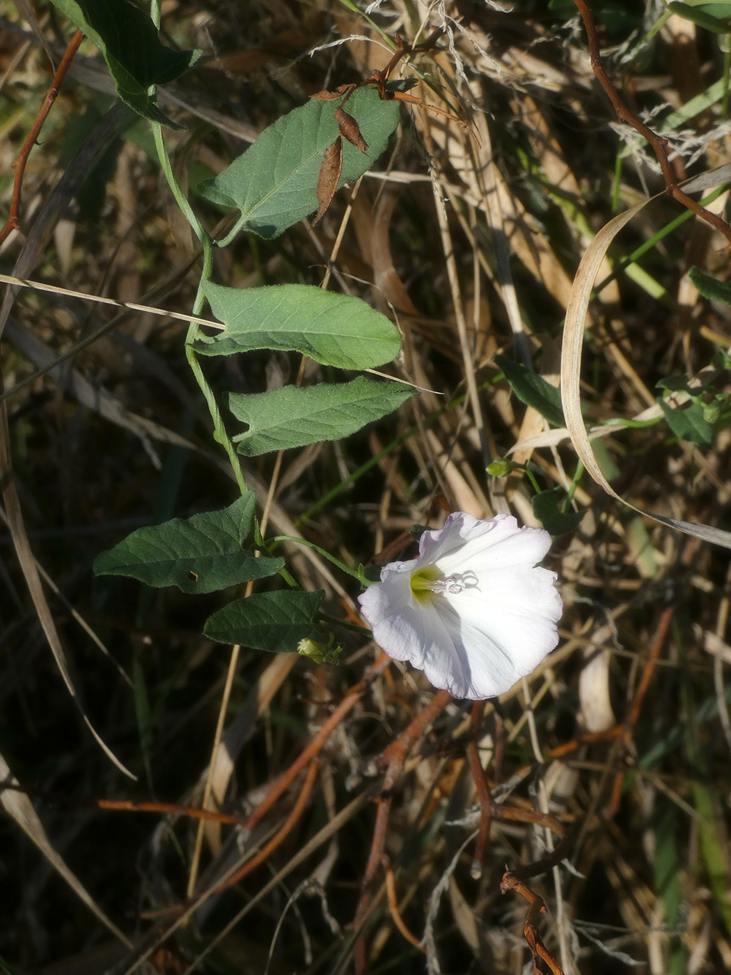 Image of Convolvulus arvensis specimen.