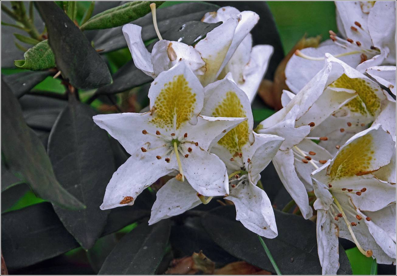 Image of genus Rhododendron specimen.