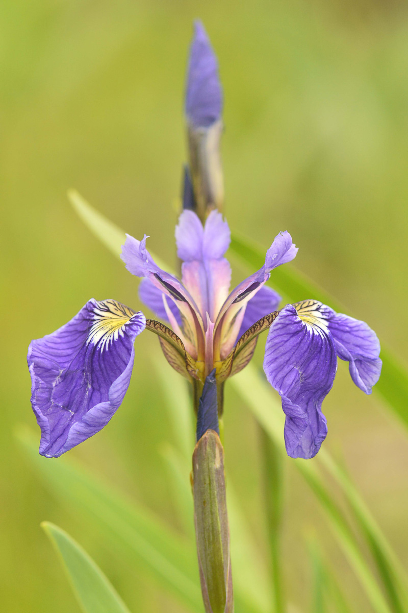 Изображение особи Iris setosa.