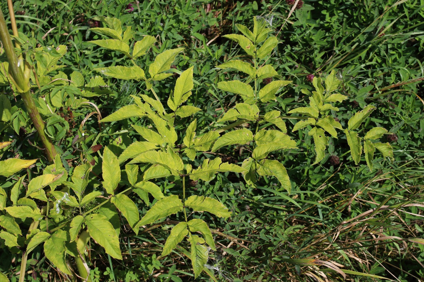 Изображение особи Angelica sylvestris.