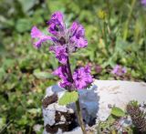 Изображение особи. Автор - Игорь Павлов