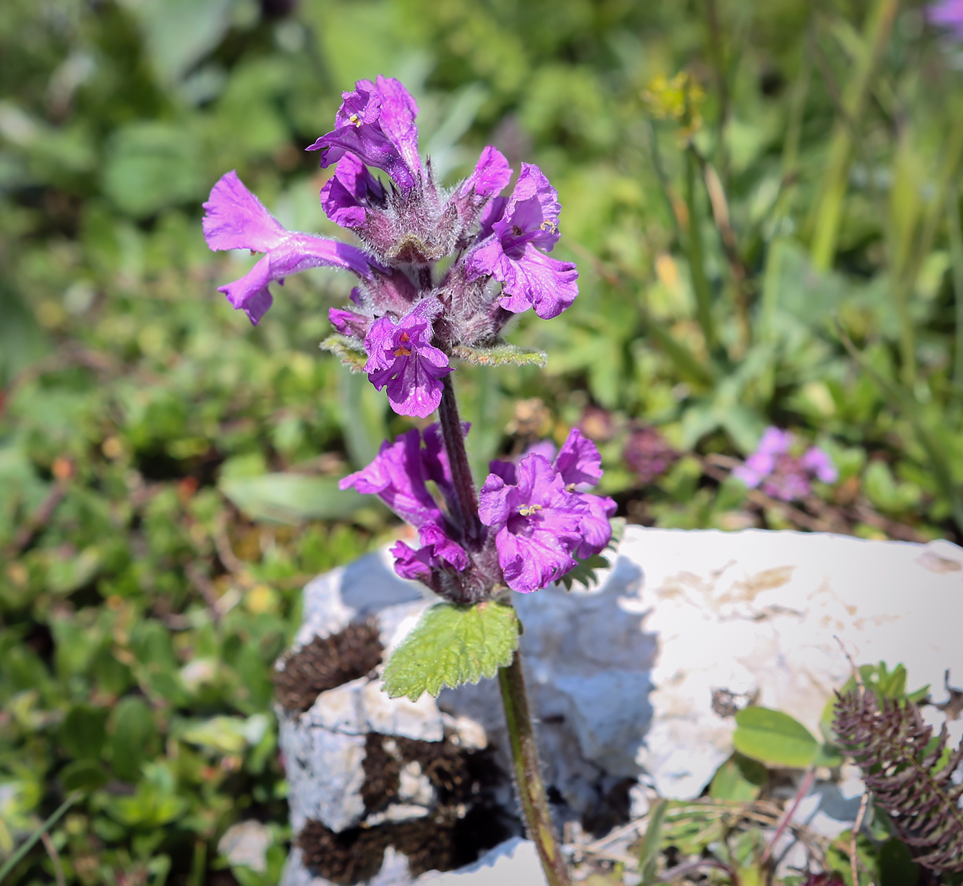 Изображение особи Betonica macrantha.