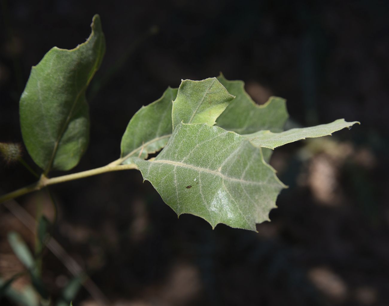 Image of Unknown species specimen.