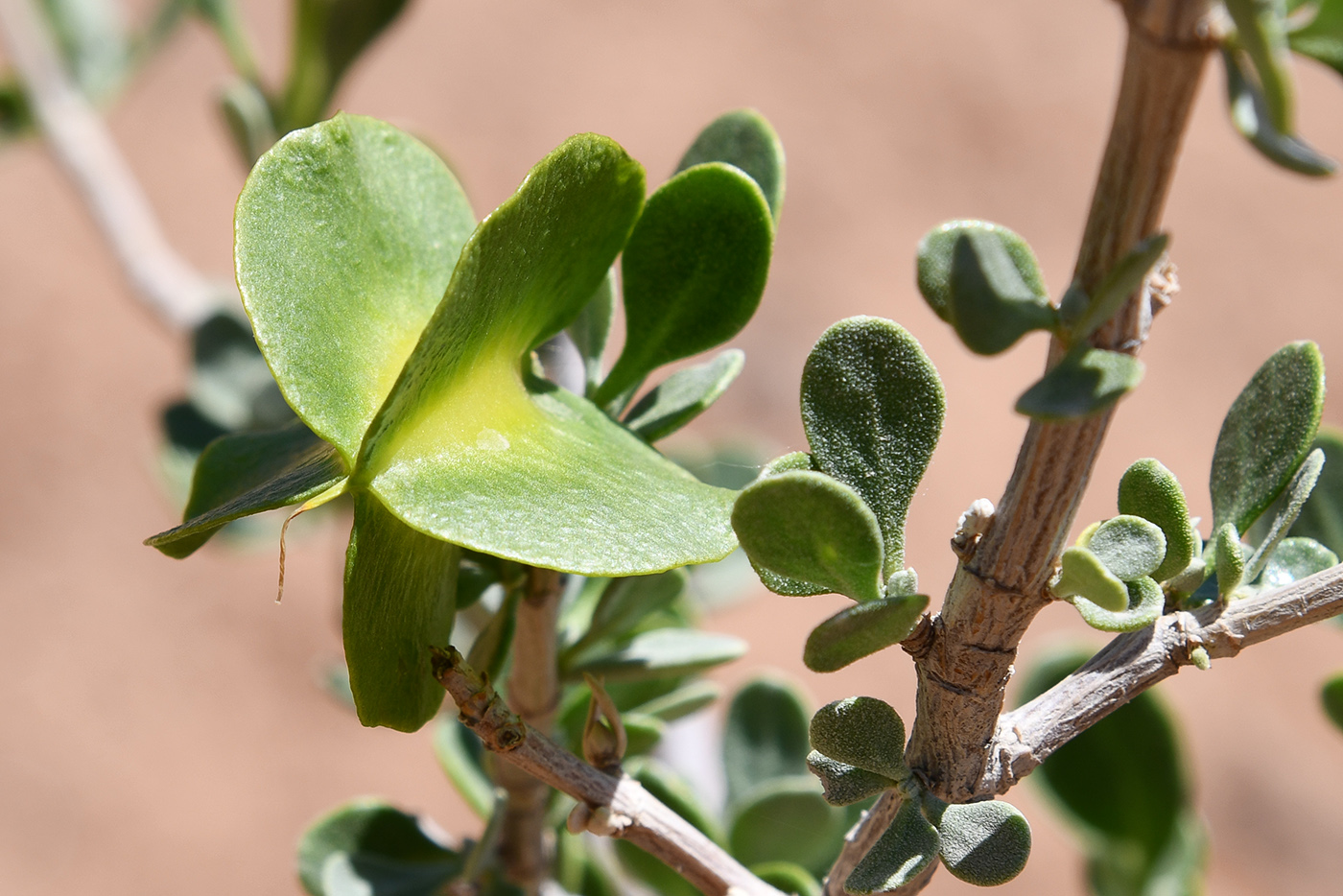 Image of Zygophyllum atriplicoides specimen.