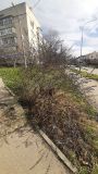 Vitex agnus-castus. Прутняк обыкновенный / Vitex Vitex agnus-castus L. Севастополь. Крым, Севастополь, 5 мкр-н, ул. Тараса Шевченко. 28 января 2026 г.