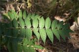 Ailanthus altissima. Лист (адаксиальная сторона). Ставропольский край, г. Пятигорск, городское озеленение. 25.09.2025.