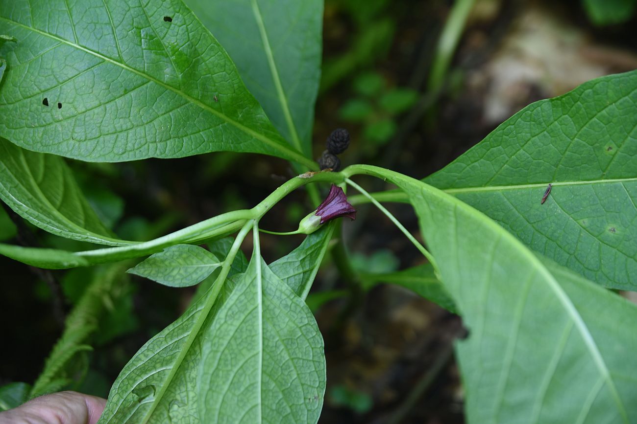 Image of Scopolia caucasica specimen.