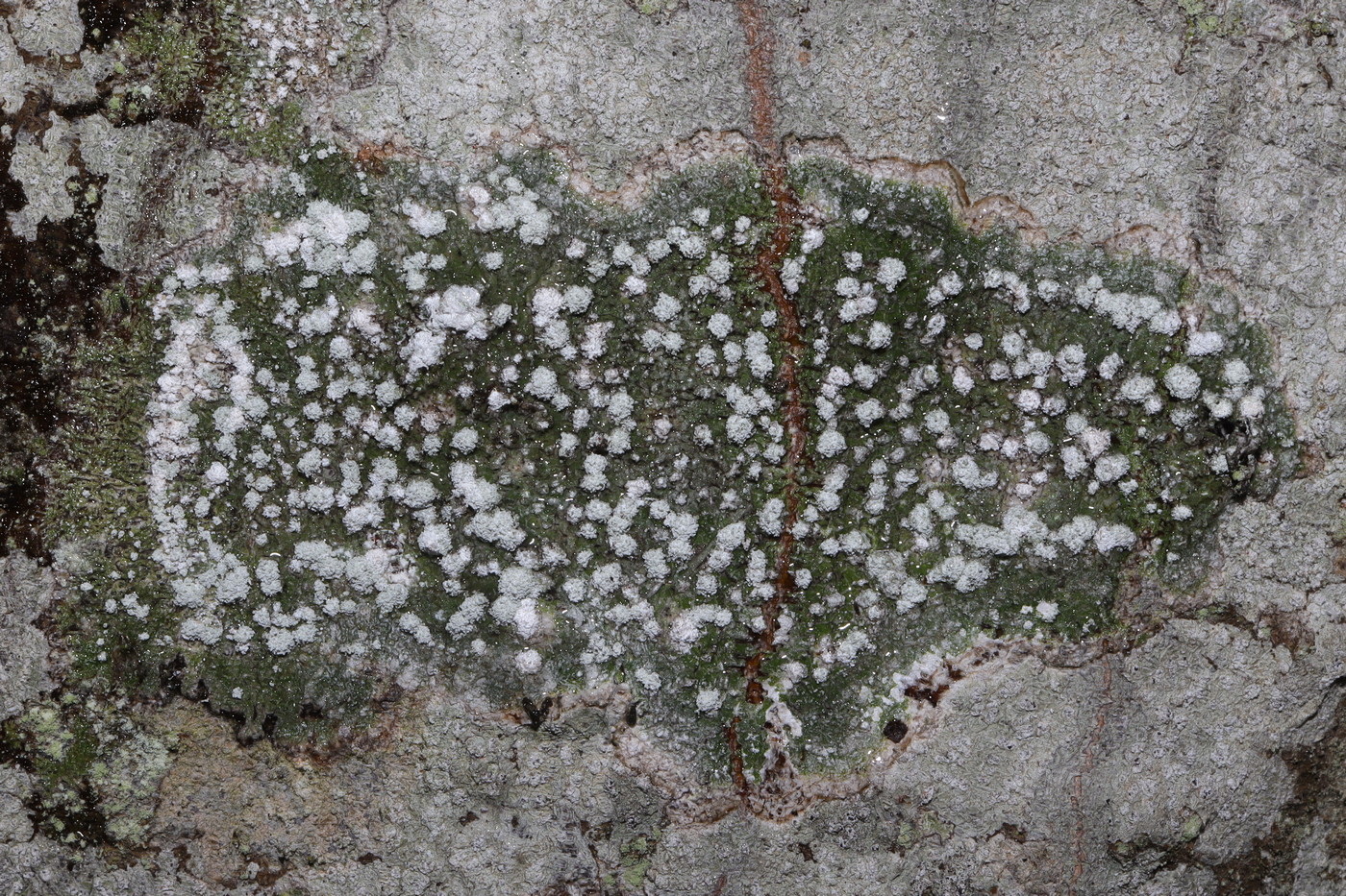 Image of Pertusaria amara specimen.