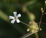 Gypsophila elegans. Цветок. Турция, ил Карс, окр. Ани, площадка перед входом в крепость. 28 мая 2025 г.
