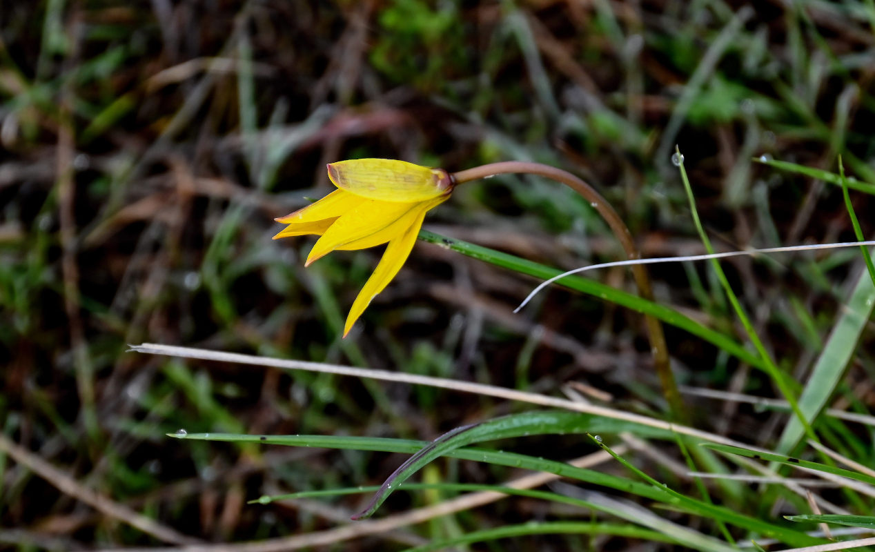 Image of Tulipa biebersteiniana specimen.