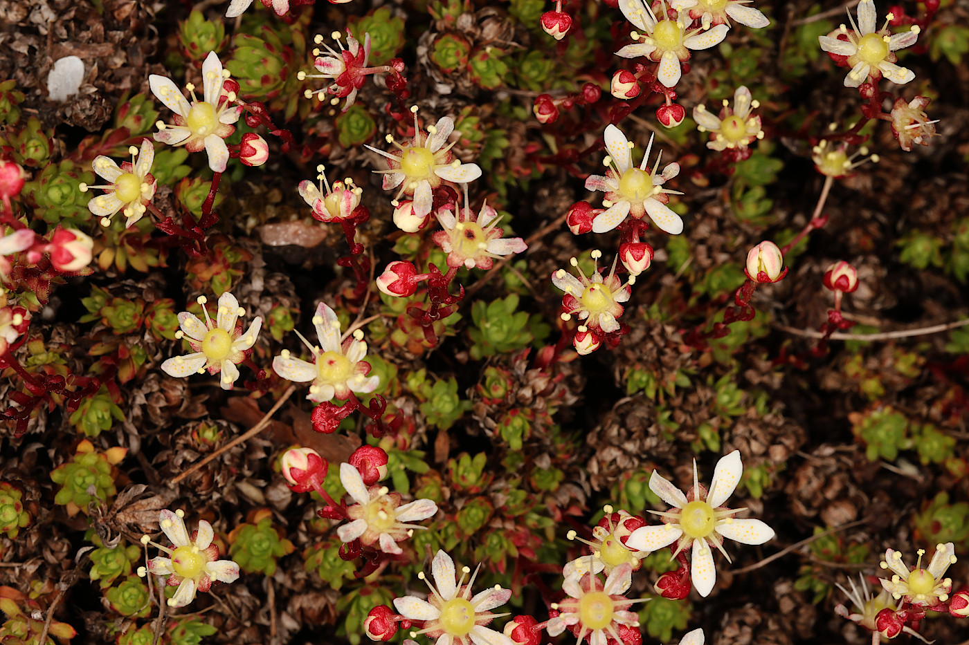 Image of Saxifraga cherlerioides specimen.