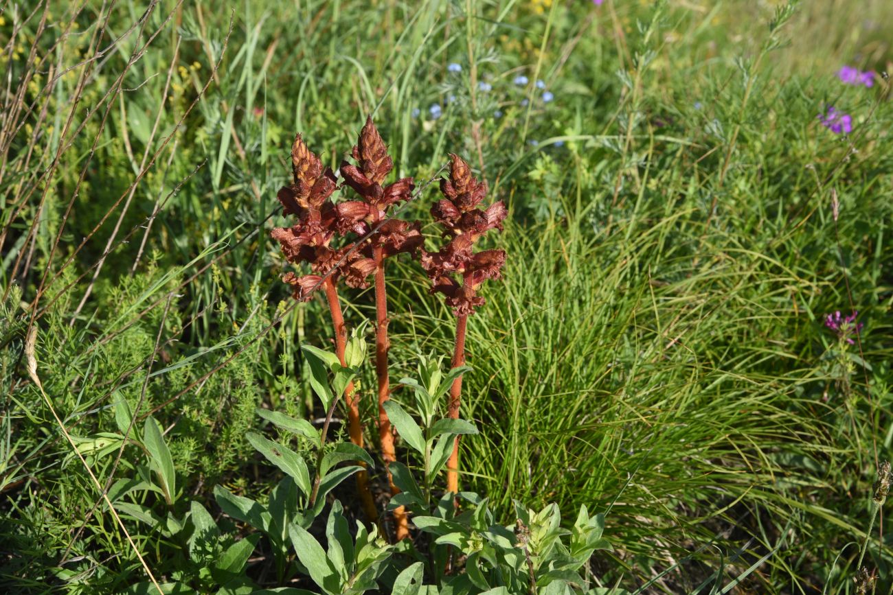 Image of Unknown species specimen.