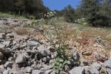 Heracleum ligusticifolium. Цветущее и плодоносящее растение. Крым, Севастополь, окр. с. Широкое, Чернореченский каньон, балка Ятлауз. 06.06.2026.