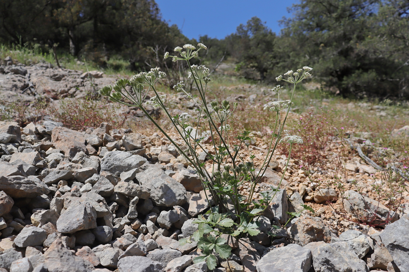 Image of Heracleum ligusticifolium specimen.