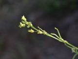 семейство Brassicaceae