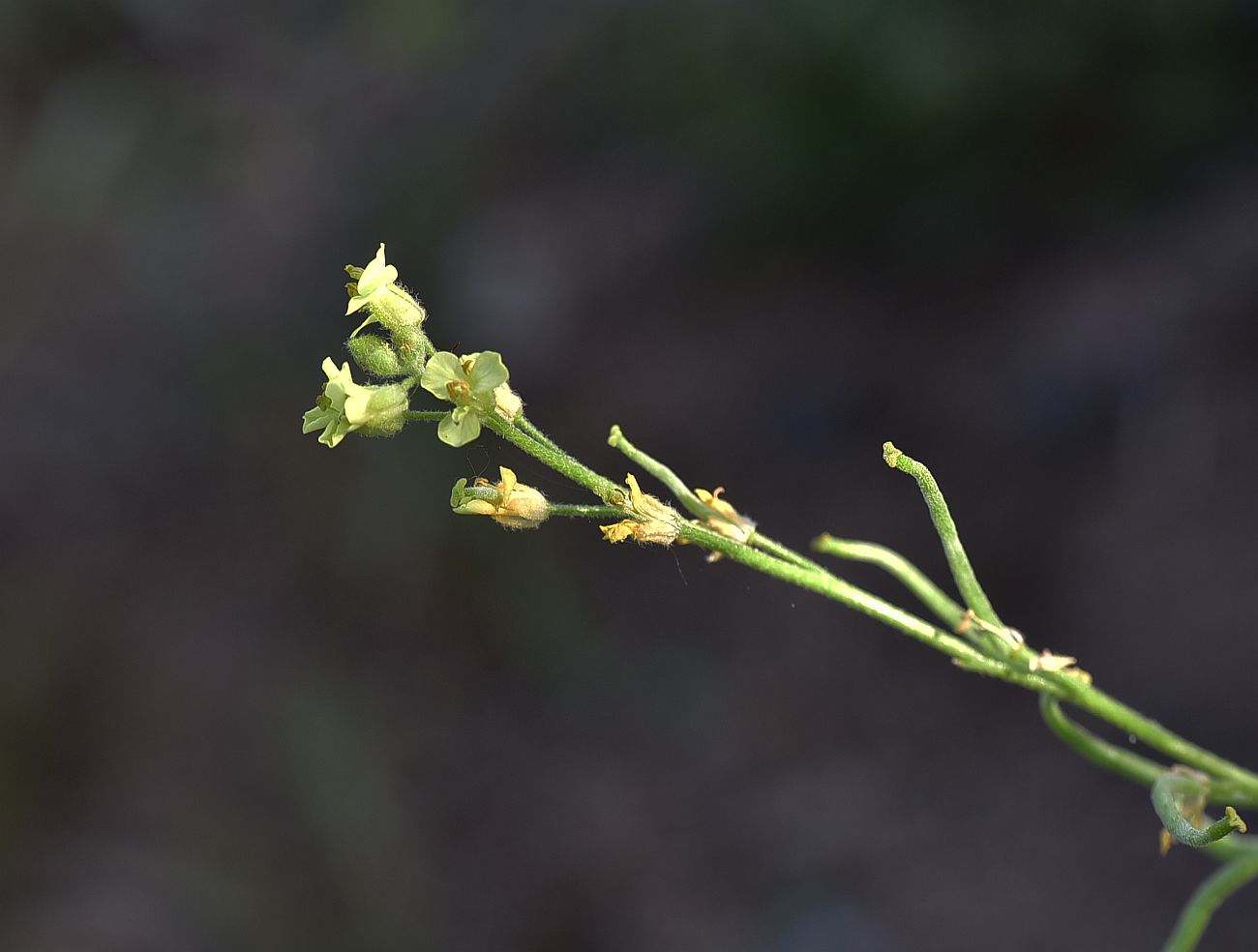 Изображение особи семейство Brassicaceae.