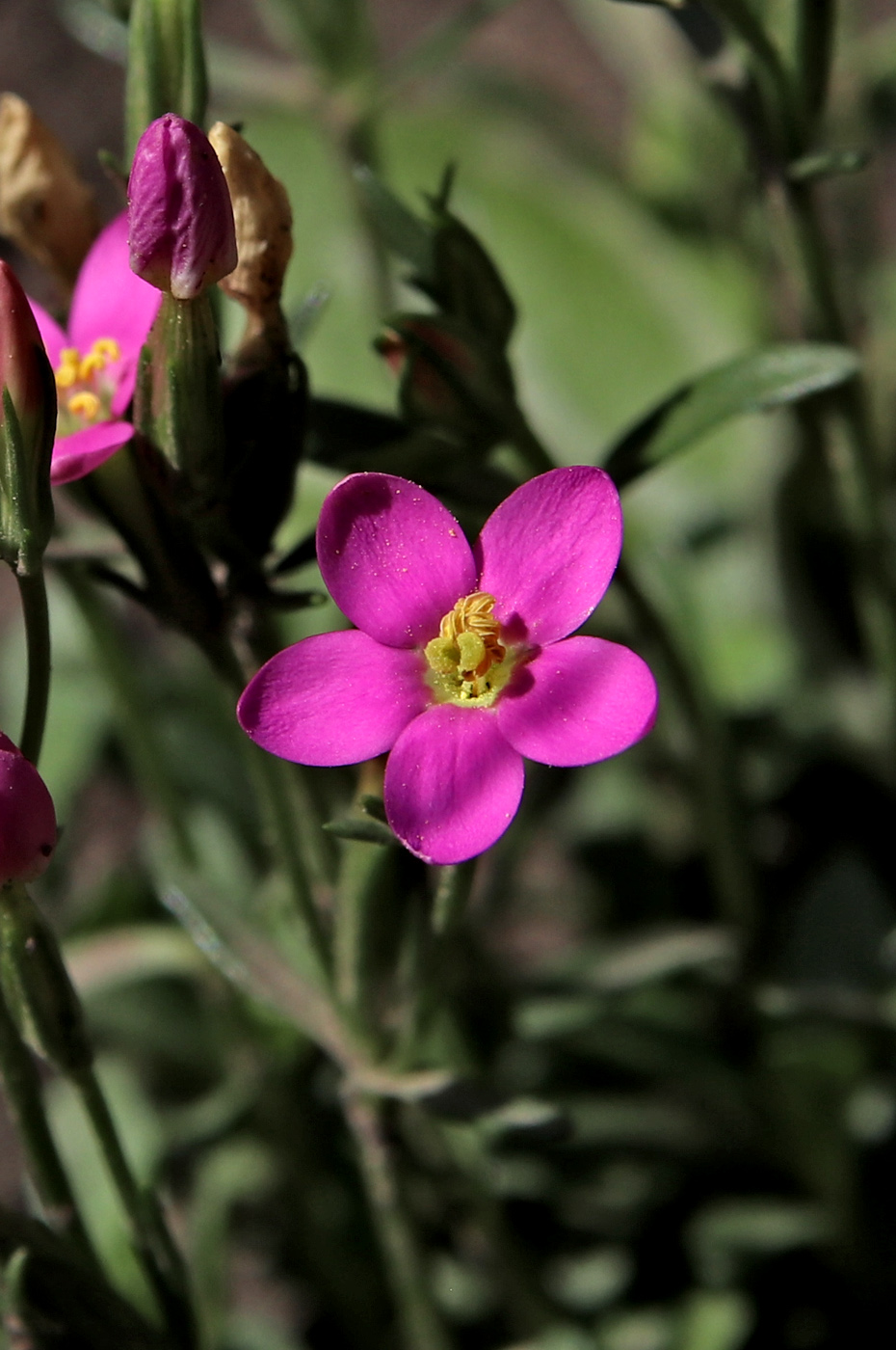 Изображение особи Centaurium portense.