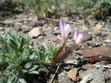 genus Oxytropis. Цветки и листья. Казахстан, Восточно-Казахстанская обл, Зайсанский р-н; Саур-Тарбагатай, сев. макросклон вост. части хр. Манрак, пер. Шиликты, ≈ 800 м н.у.м., щебнистая сопка. 12 мая 2026 г.