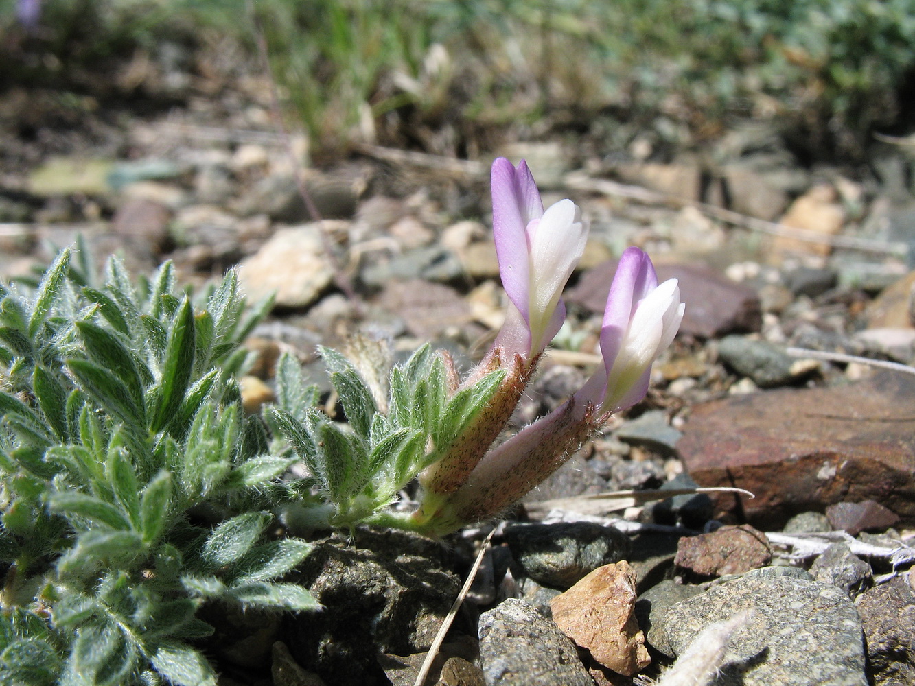 Image of genus Oxytropis specimen.