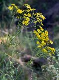Senecio jacobaea. Верхушки побегов с соцветиями. Московская обл., дол. р. Клязьма, опушка сосняка. 19.07.2026.