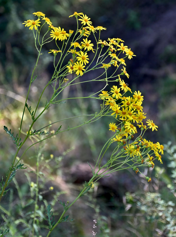 Image of Senecio jacobaea specimen.