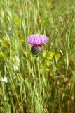 familia Asteraceae