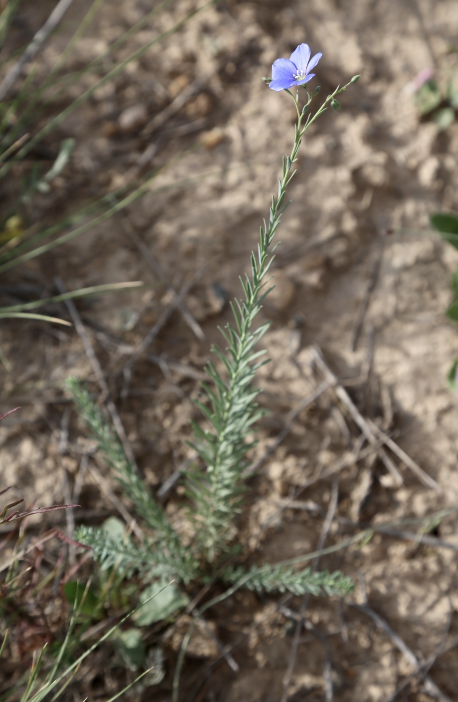 Image of Linum macrorhizum specimen.