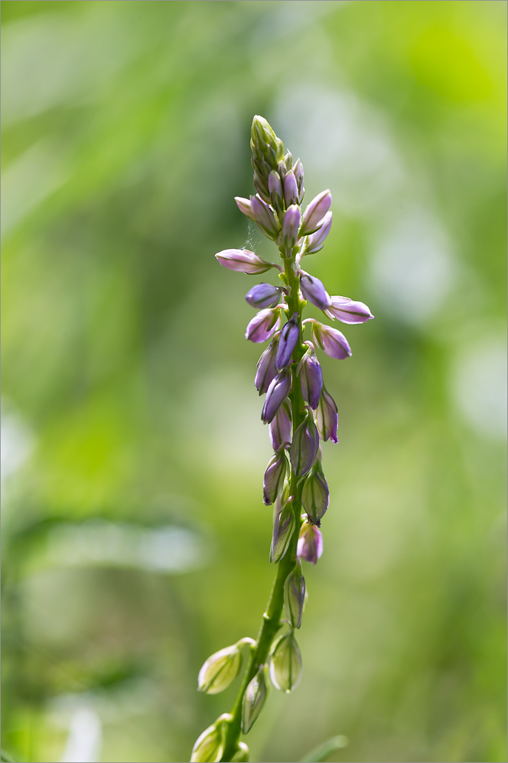 Image of genus Polygala specimen.
