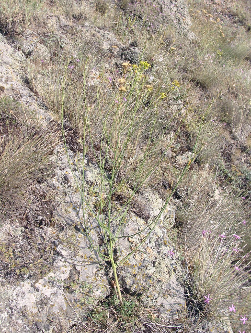 Image of Chondrilla juncea specimen.