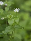 Myosoton aquaticum. Верхушка растения с цветком и завязавшимися плодами. Московская обл., ГО Мытищи, окр. пос. Пироговский; опушка смеш. леса. 16.09.2026.