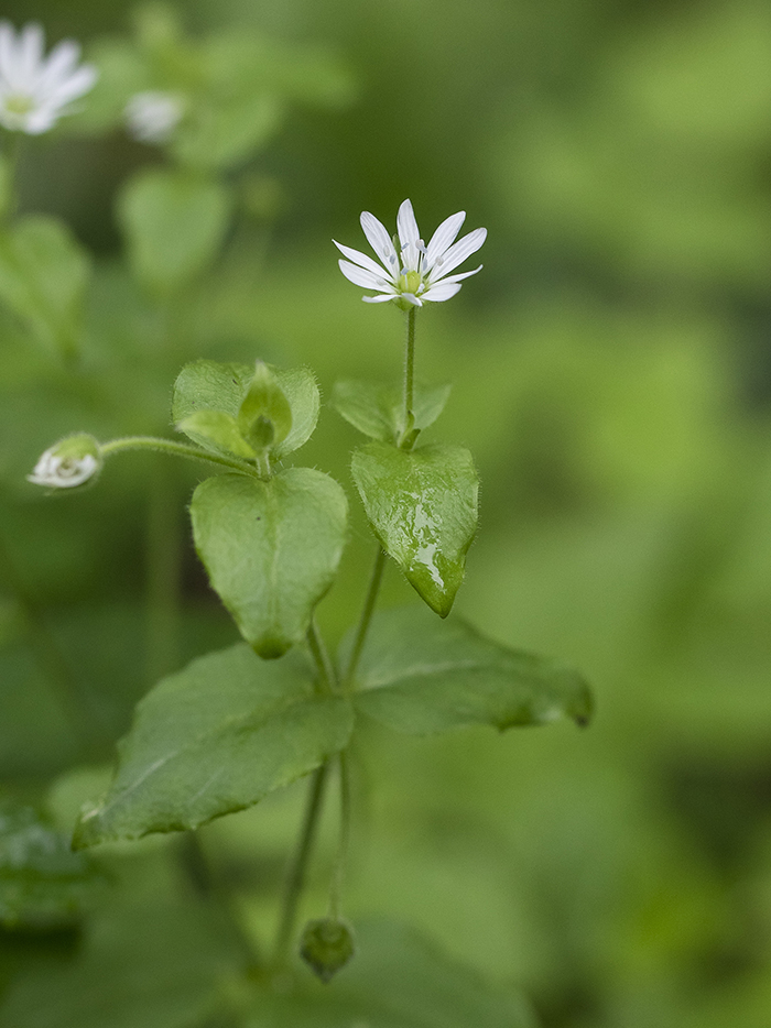 Изображение особи Myosoton aquaticum.