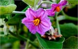 Solanum melongena. Цветок. Московская обл., Раменский р-н, окр. дер. Хрипань, садовый участок. 26.09.2026.