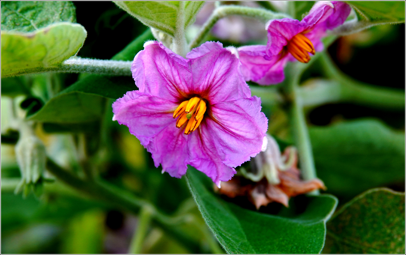 Изображение особи Solanum melongena.