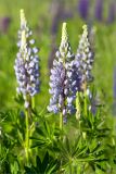 Lupinus polyphyllus. Верхушка цветущего растения. Кировская обл., Кикнурский р-н, окр. села Тырышкино, суходольный разнотравно-злаковый луг. 10.06.2026.