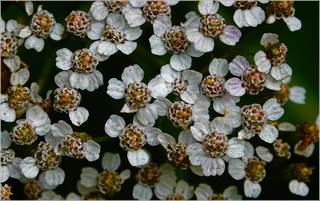 Изображение особи Achillea millefolium.