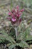 Pedicularis alatauica