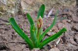 Hyacinthus orientalis