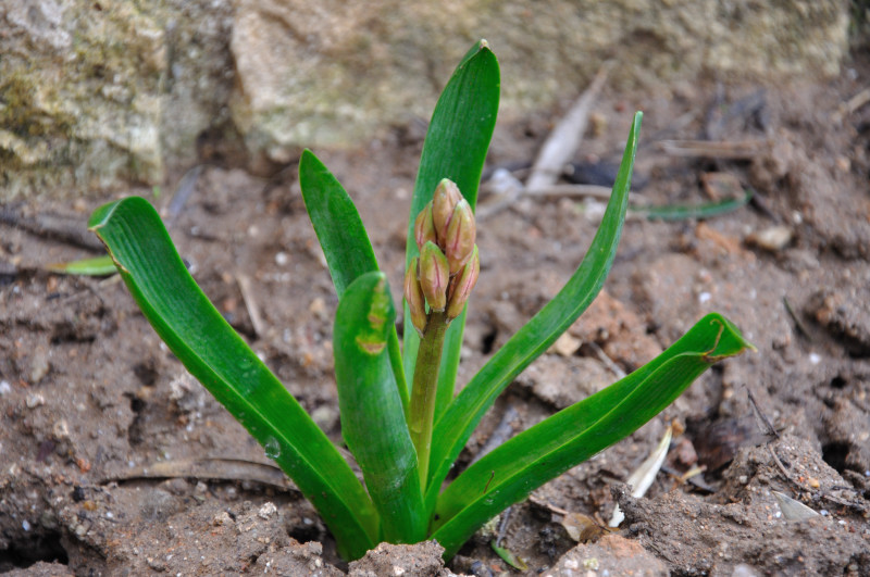 Изображение особи Hyacinthus orientalis.