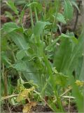 Brassica campestris