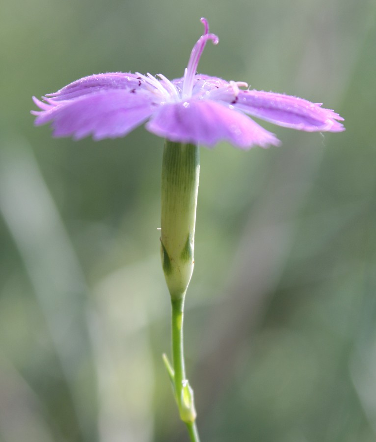 Изображение особи Dianthus campestris.