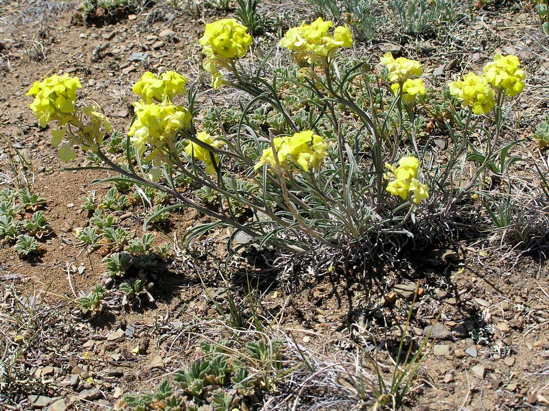 Image of Erysimum flavum specimen.