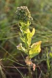 Cardaria draba