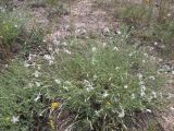 Dianthus pseudosquarrosus. Цветущие растения. Украина, Днепропетровская обл., Петриковский р-н, окр. с. Шульговка, сосновые лесонасаждения на песке. 04.07.2011.